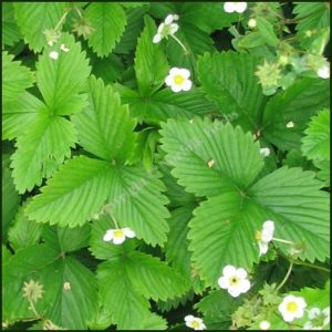 Alpine Strawberry - Fregaria vesca alpina