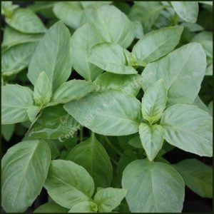 Basil Bush - Ocimum minimum