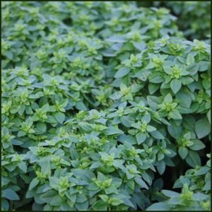 Basil Greek