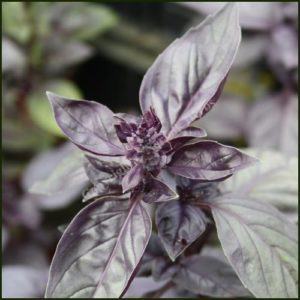 Basil Purple - Ocimum basilicum purpurascenspurpurascens