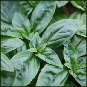 Basil Sweet - Ocimum basilicum