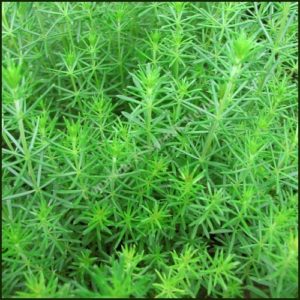 Bedstraw Ladies - Galium verum
