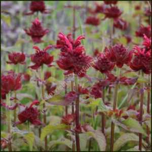 Bergamot Red - Monarda didyma