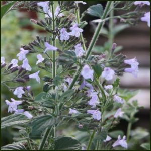 Calamint Lesser - Calamintha nepeta