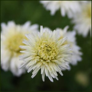 Chamomile Double Flowered - Chamaemelum nobile Flore Pleno