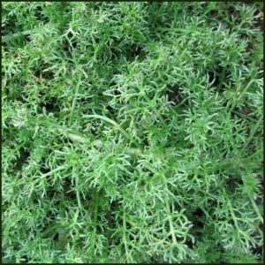 Chamomile Treneague - Chamaemelum nobile