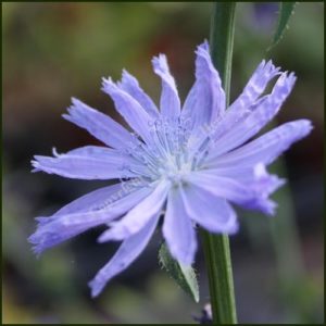Chicory - Cichorium intybus