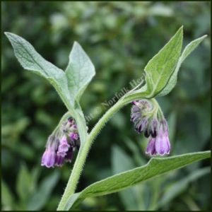 Comfrey, Russian - Symphytum uplandicum