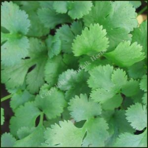 Coriander - Coriandrum sativum