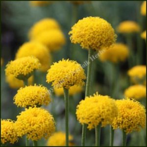 Cotton Lavender, Lambrook Silver - Santolina chamaecyparissus