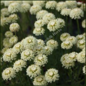 Cotton Lavender ‘Lemon Queen’ - Santolina neapolitana