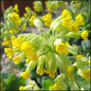 Cowslip - Primula veris