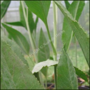 Dittander - Lepidium latifolium