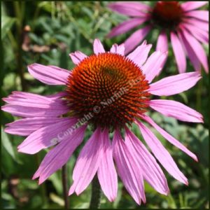 Echinacea - Purple Coneflower - Echinacea purpurea
