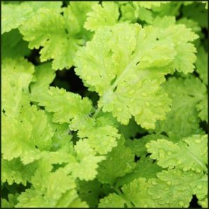 Feverfew, Golden - Tanacetum pathenium aureum