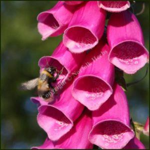 Foxglove (Digitalis purpurea)