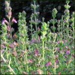 Germander, Hedge - Teucrium x lucidrys