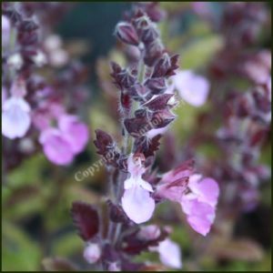 Germander, Wall - Teucrium chamaedrys