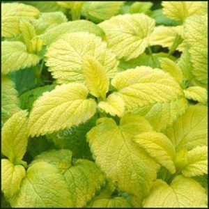 Balm Golden - Melissa officinalis aureus
