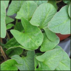 Good King Henry - Chenopodium bonus - henricus