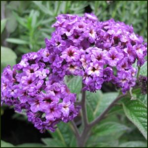 Heliotrope - Heliotropium arborescens