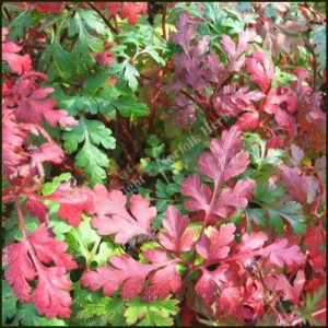 Herb Robert - Geranium robertianum