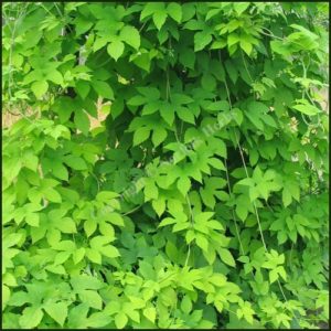 Golden Hops - Humulus lupulus aureus