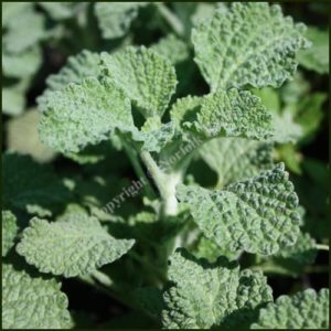 Horehound - Marrubium vulgare