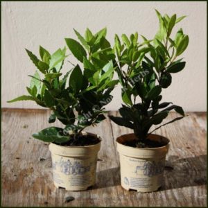 Kitchen Bay - Laurus nobilis