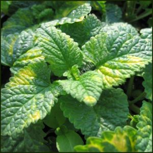 Balm Lemon Variegated - Melissa officinalis variegata