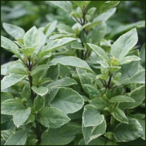 Basil Pesto Perpetuo