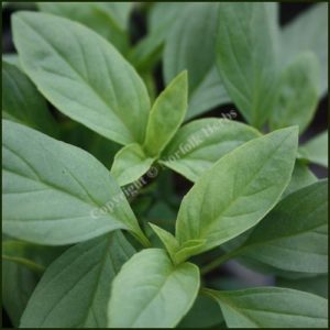 Basil Thai aka Liquorice Basil - Ocimum basilcum Horapha nanum