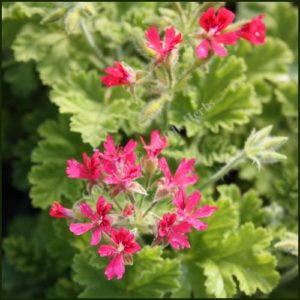 Scented Pelargonium - Geranium 'Concolor Lace' aka Shottesham Pet