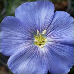 Flax, Perennial - Linum perenne