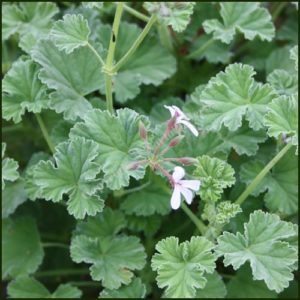 Scented Pelargonium - Geranium - Fragrans