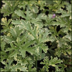 Scented Pelargonium - Geranium - 'Lady Plymouth'