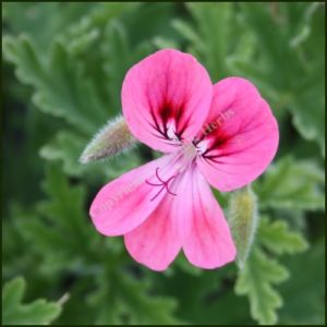 Scented Pelargonium - Geranium - 'Lara Starshine'