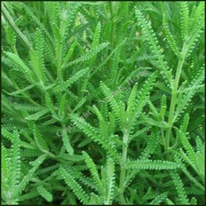 Lavender, Fringed - lavandula dentata