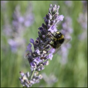 Lavender, Lullingstone Castle - Lavandula x intermedia