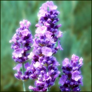 Lavender, 'MELISSA LILAC' - Lavandula angustifolia