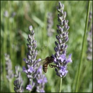 Lavender, Old English - Lavandula x intermedia