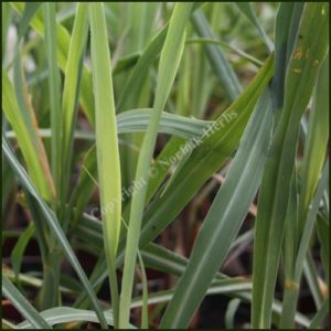 Lemon Grass - Cymbopogon citratus