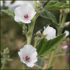 Marsh Mallow - Althaea officinalis