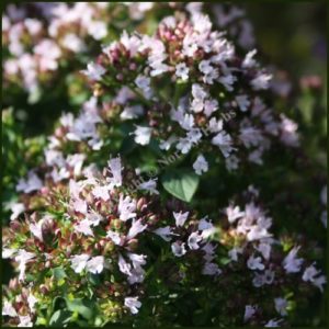 Marjoram, Compact - Origanum vulgare compactum