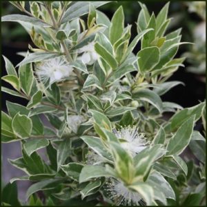 Myrtle Variegated - Myrtus communis variegata