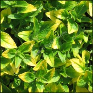 Marjoram, Gold Tipped