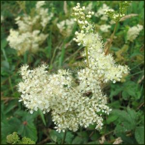 Meadowsweet - Filipendula ulmaria