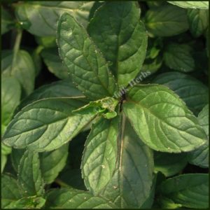 Mint, Peppermint, Black - Mentha piperita