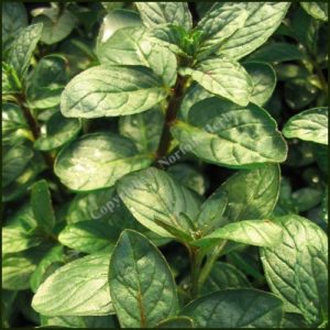 Mint, Chocolate Peppermint - Mentha x piperita