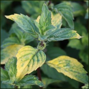 Mint, Ginger - Mentha gracilis